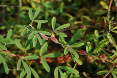 Indigofera trita var. trita